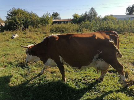 Корова и бык - фотография № 4