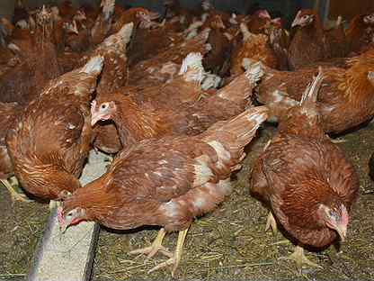 Кура молодка на авито. Куры смит махачкала. Цыплята породы бресс гальский. Несушка 194. Несушка белая 5 месяцев.