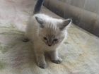 Сибирско-Сиамский котик
