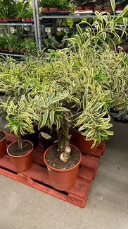 Драцена Рефлекса Сонг оф Индия Н 100 см