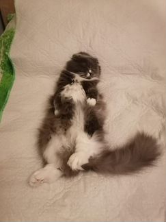 Шотландская вислоухая кошечка