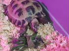 Черепаха сухопутная самец объявление продам