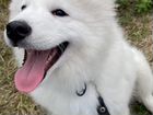 Самоедская собака, щенок, 4 месяца