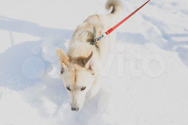 Улыбчивый пес Люми в добрые руки