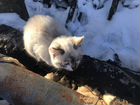 Сиамский котятенок (метис) в добрые руки объявление продам