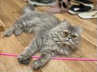 Вязка персидская кошка объявление продам