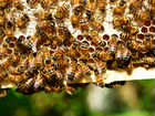 Пчелосемьи с ульями,пчёлы