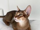 Абиссинский кот на вязку объявление продам