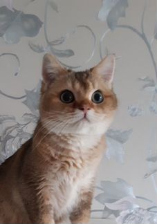 Золотой британец