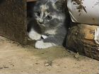 Котенок от сибирской голубой кошки в добрые руки