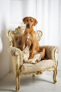 Родезийский риджбек для рекламы