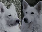 Высокопородные щенки Белой Швейцарской Овчарки объявление продам