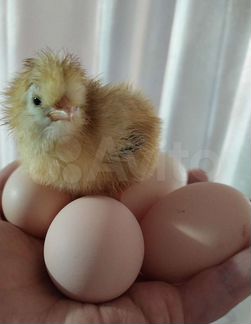 Инкубационное яйцо куриное
