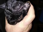 Лабрадора щенки с родословной объявление продам