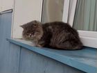 Шикарный кот, а живёт на улице объявление продам