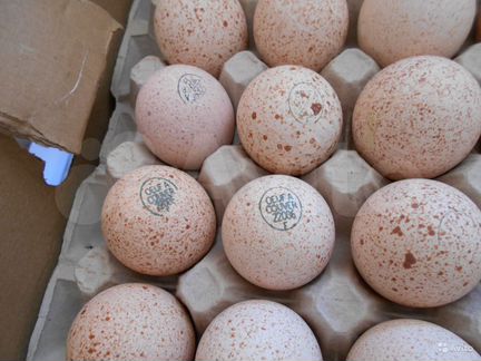 Инкубационное яйцо Кобб.500, индейки Хайбрид Конве