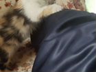 Трехцветная кошка объявление продам