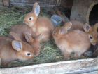 Кролики (Пашино)