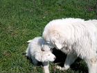 Щенки. Маремма-абруцкая, итальянская овчарка объявление продам