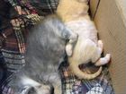 Котята новорожденные