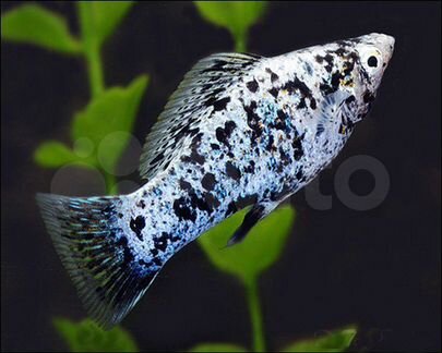 Аквариумные рыбки Рязань