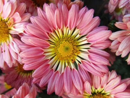 Саженцы Хризантем для сада и дачи