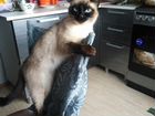 Тайская кошечка ищет котика объявление продам
