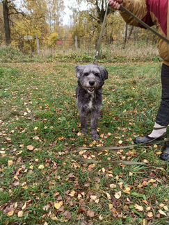 Собаки бесплатно в добрые руки