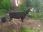 Англо-нубийские коза и козочка