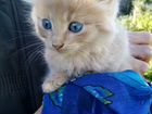 Солнечный котенок с синими глазами