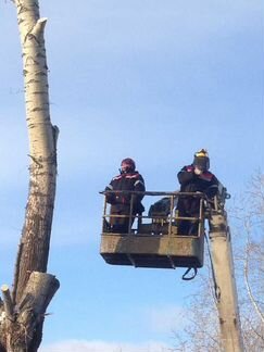 Спил деревьев, вывоз деревьев, расчистка участков