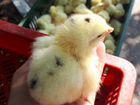 Цыплята бройлера (суточные) объявление продам