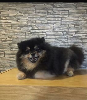 Стрижка собак кошечек.возможен срочный выезд,кругл