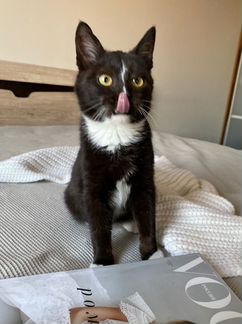Котенок Мышонок в добрые руки