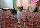 Кошечка трехцветка 1,5 года ищет дом объявление продам