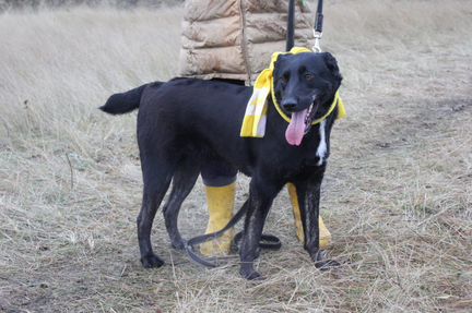 Собака в дар