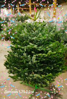 Ель живая с доставкой