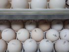 Яйцо инкубационное Чехия