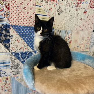 Котенок мальчик