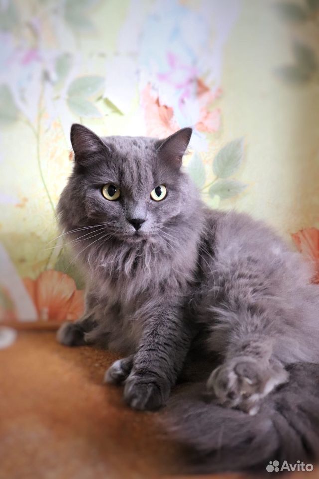 Шикарный кот Крош, кастрат