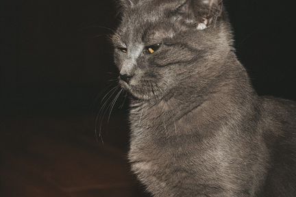 Метис британки В поиске дома