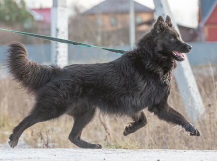 Арно, молодой кобель бельгийской овчарки