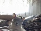 Бурманкий кот вязка