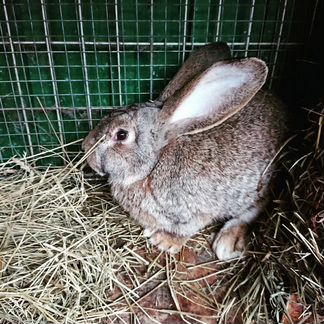 Кролики, крольчатина - фотография № 2