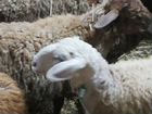 Курдючные овцы бараны продам. Вес. От. 35.до.80 кг объявление продам