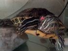 Красноухая черепаха девочка 7 лет объявление продам