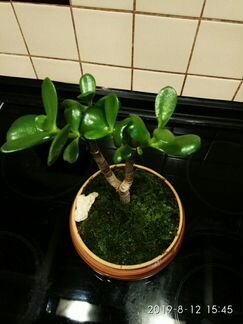 Крассула.Бонсай