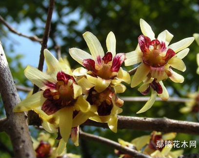 Снежноцвет, робиния, леукотое и др. редкости