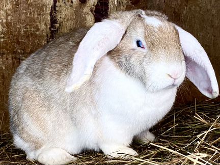 Кролики Великаны На развод Вес 6,5-7 кг