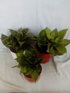 Сансивиерия